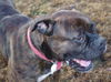 Tyson (now Jake)