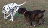 Tyson (now Jake)