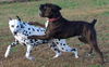 Tyson (now Jake)