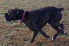 Tyson (now Jake)