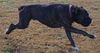 Tyson (now Jake)