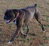 Tyson (now Jake)