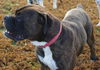 Tyson (now Jake)
