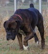 Tyson (now Jake)