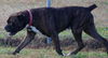 Tyson (now Jake)