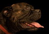 Tyson (now Jake)