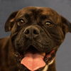 Tyson (now Jake)