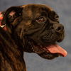 Tyson (now Jake)