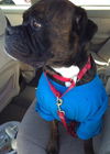 Tyson (now Jake)