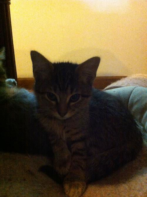 Artemis