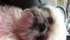 Bud (now Riley)