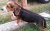 Shawty (now Roscoe)