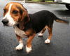 Shawty (now Roscoe)