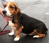 Shawty (now Roscoe)