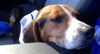Shawty (now Roscoe)