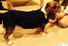 Shawty (now Roscoe)