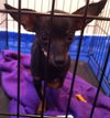Santos (now Squirrel)