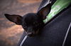 Santos (now Squirrel)