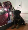 Jingle