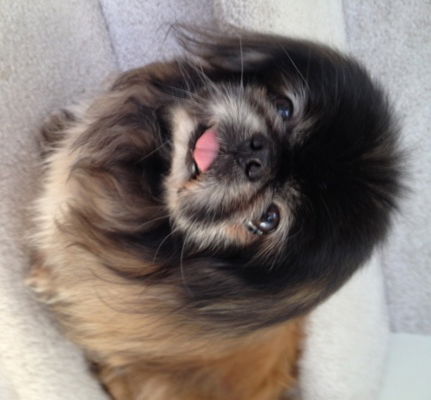 Gizmo Kringle