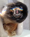 Gizmo Kringle