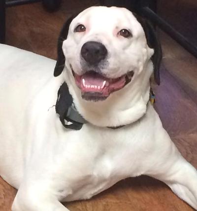 Biscuit Boy