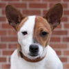 Truman