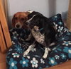 Moonshine (now Daisy)