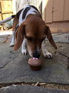 Moonshine (now Daisy)