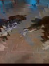 Sheba