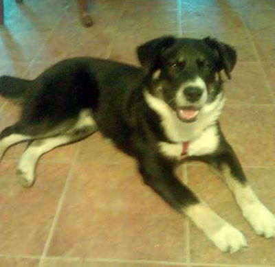 Sheba