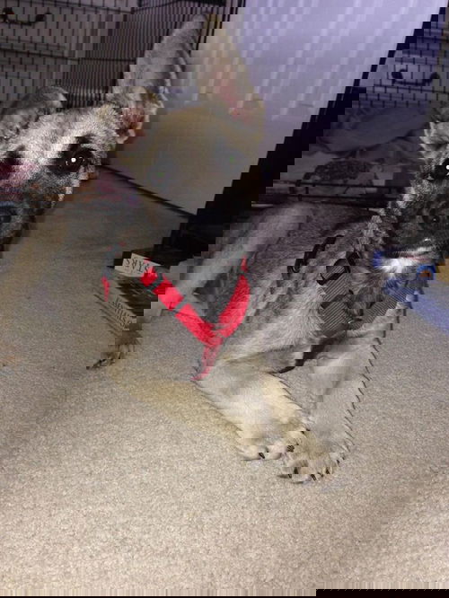 Roo