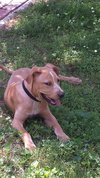 Buddy Boy