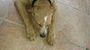 Buddy Boy