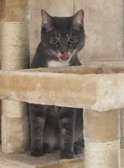 Kitsu