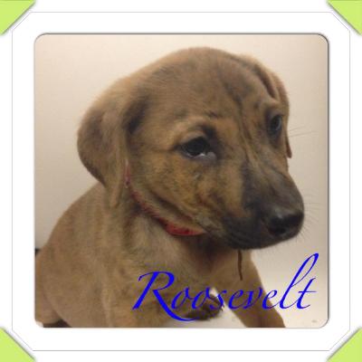 Roosevelt