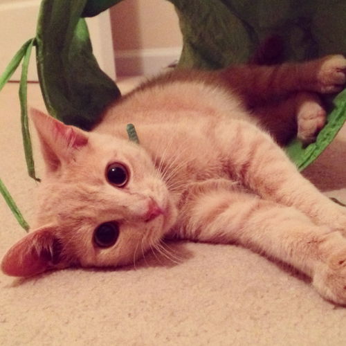 Cayenne