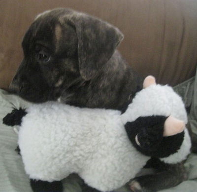 Chibs