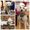 Buddy Joe (KNA Marley)