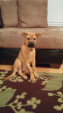 Piglet (now Mia)