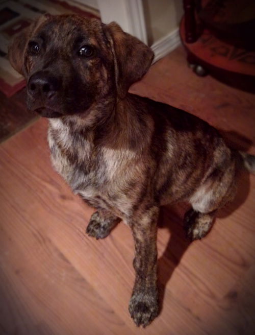 BoBrindle