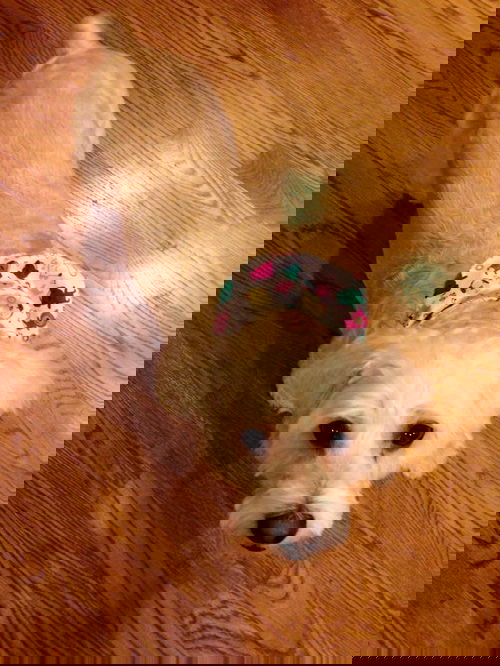 Biskit