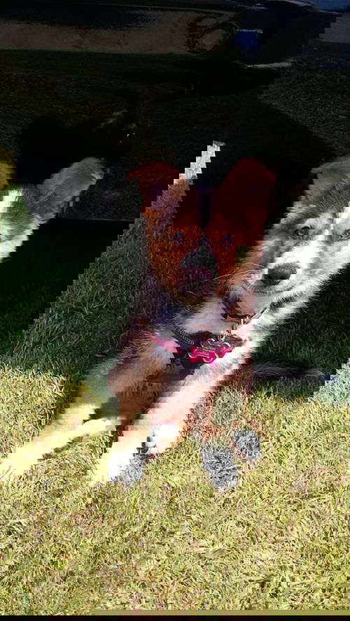 Roo Josephine