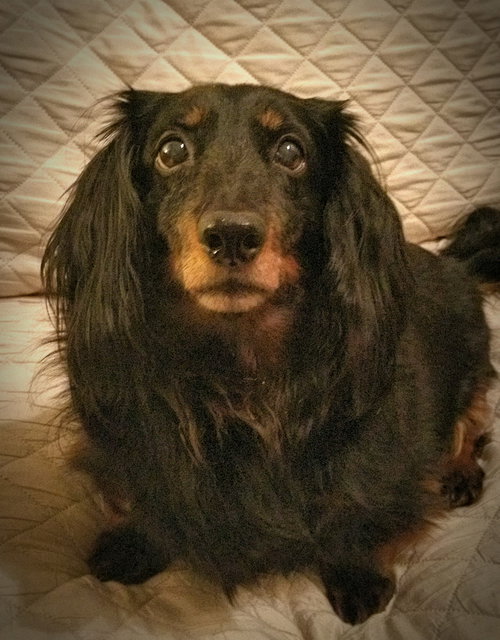 Mr. Waddlesworth