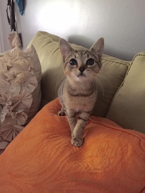 Sienna