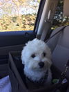 Sir Bentley