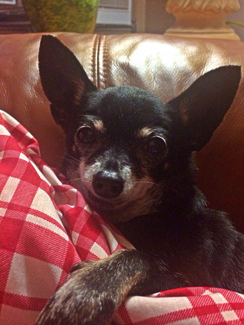 Tinka