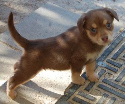 Presley