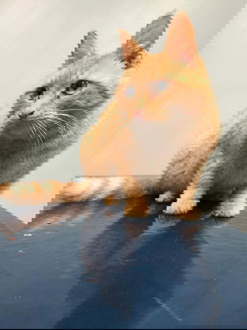 Mirabelle
