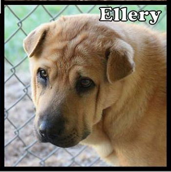 Ellery